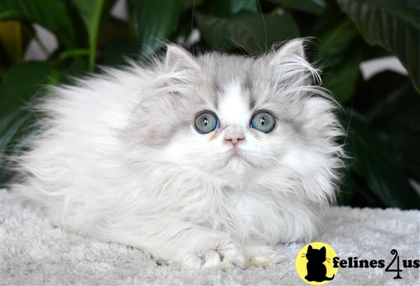 thechubbyfacedcat Picture 2